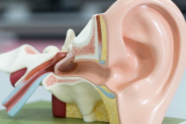 Eureka! New Discoveries About The Inner Ear